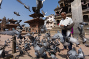 34 - Pigeons à Patan